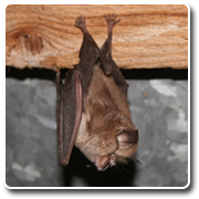 Lesser Horseshoe Bat (Victoria Allen)