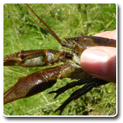 Crayfish (Lorna Bousfield)
