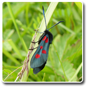 5 Spot Burnet Moth (Lorna Bousfield)